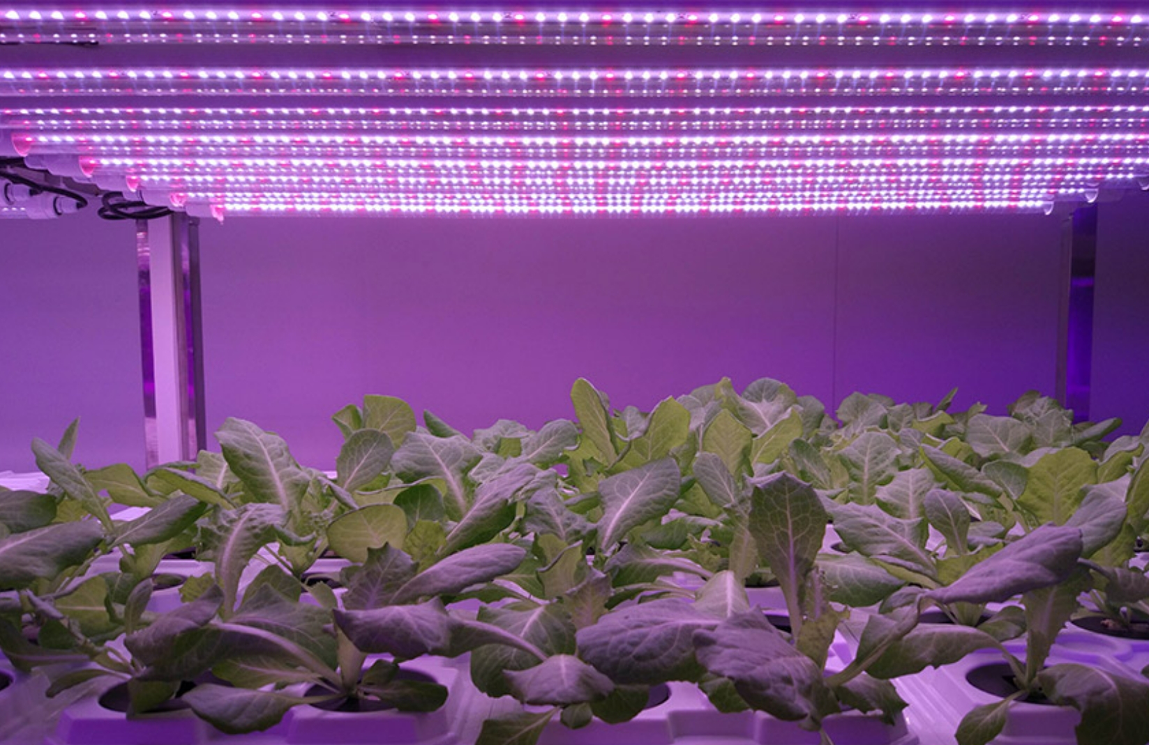 Прилагане на LED осветление на растенията в Китай