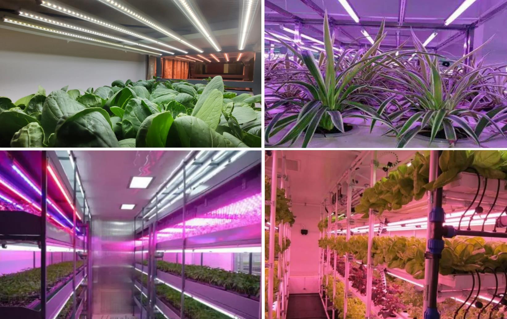 Съображения за избор на водоустойчиви корпуси на LED тръби при осветление на растенията